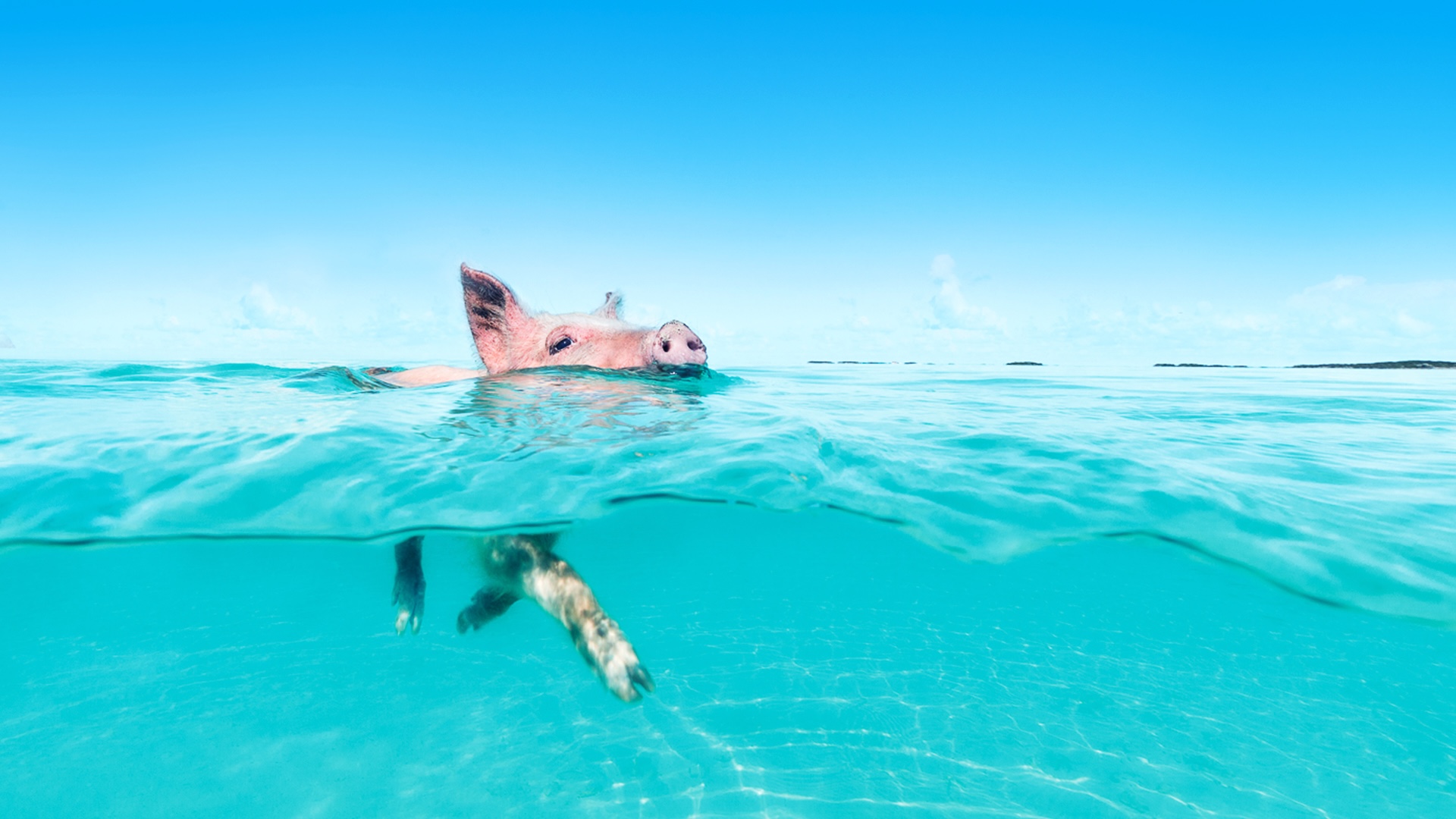 Famous swimming pigs of Big Major Cay