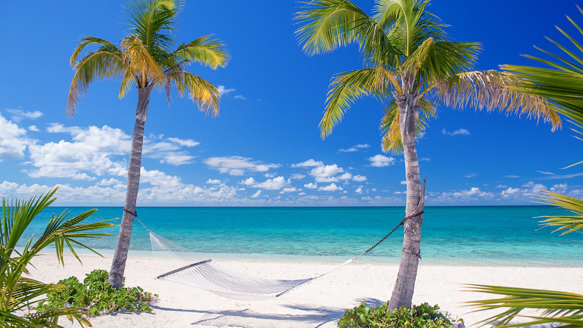 Eleuthera beach with palm trees
