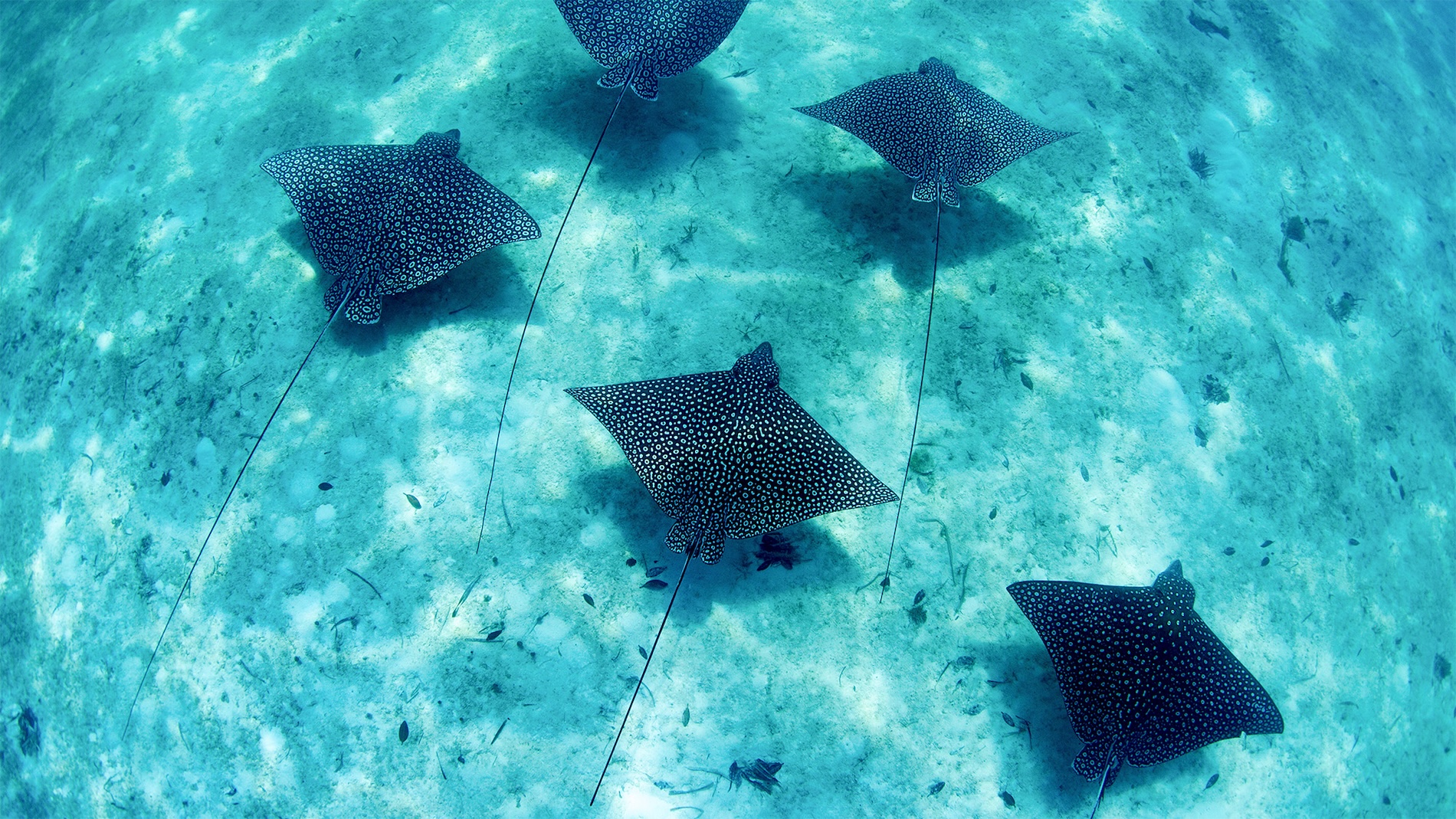 Spotted eagle ray gliding underwater in clear Bahamian water