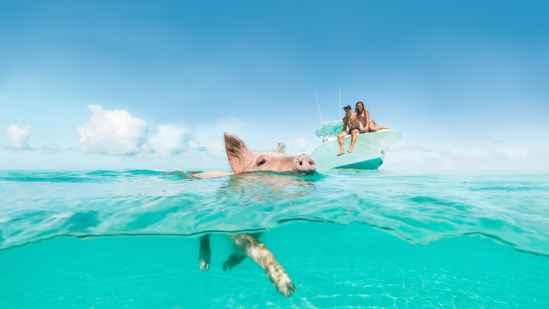 Cerdito nadando en agua turquesa cerca de un bote pequeño en Big Major Cay