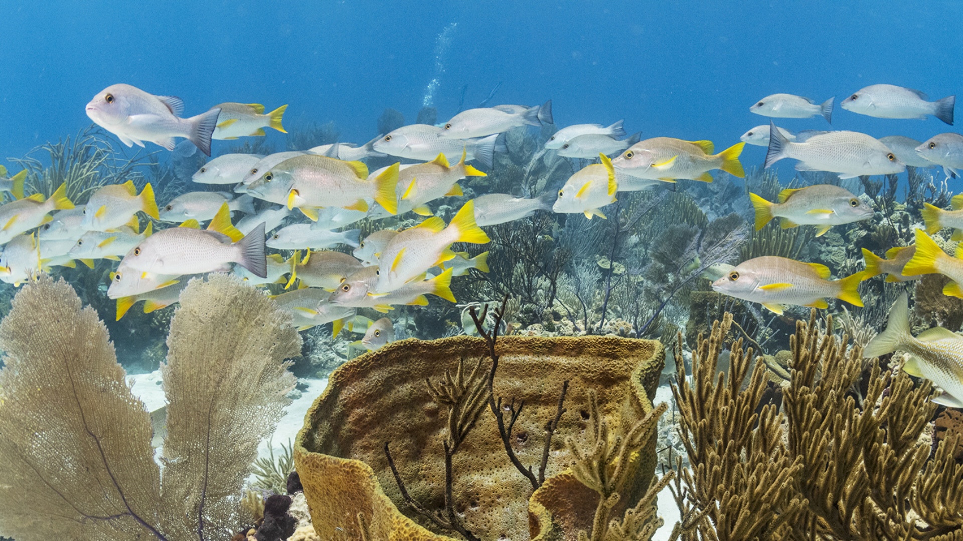 Escena submarina de arrecife con peces, esponjas y corales en el Exuma Cays Land and Sea Park