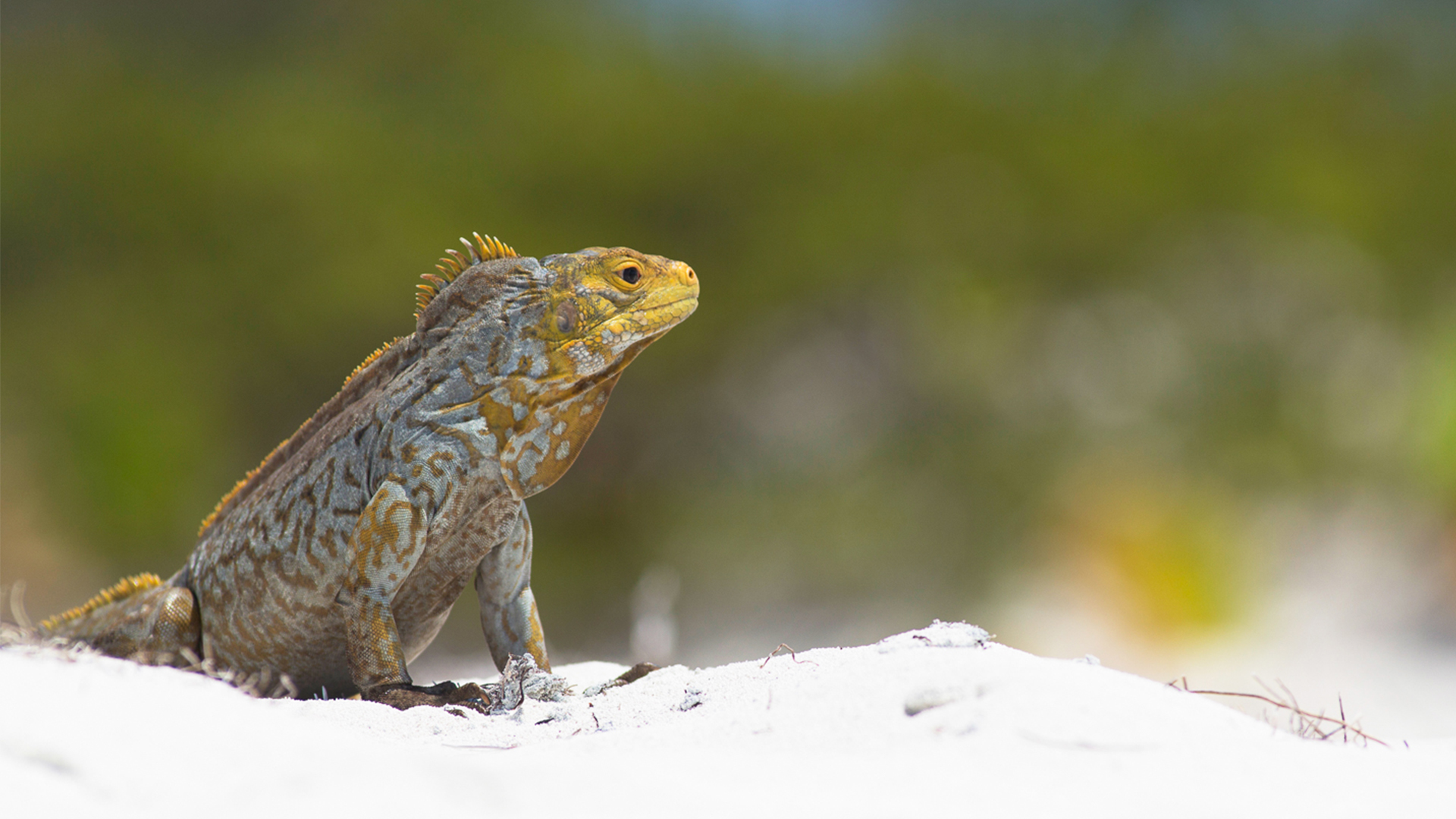 Bahamian rock iguana on a beach, Allen's Cay