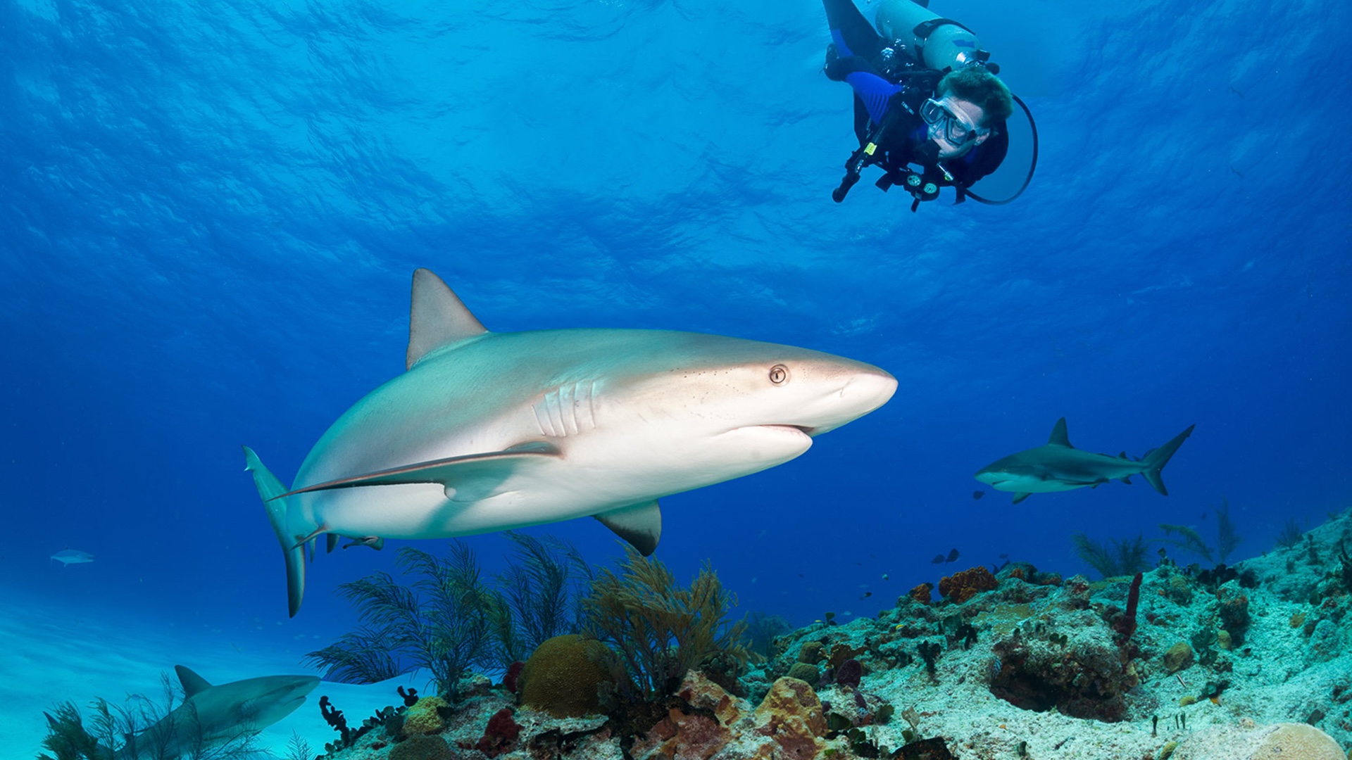Diver among reef sharks in clear Bahamian water