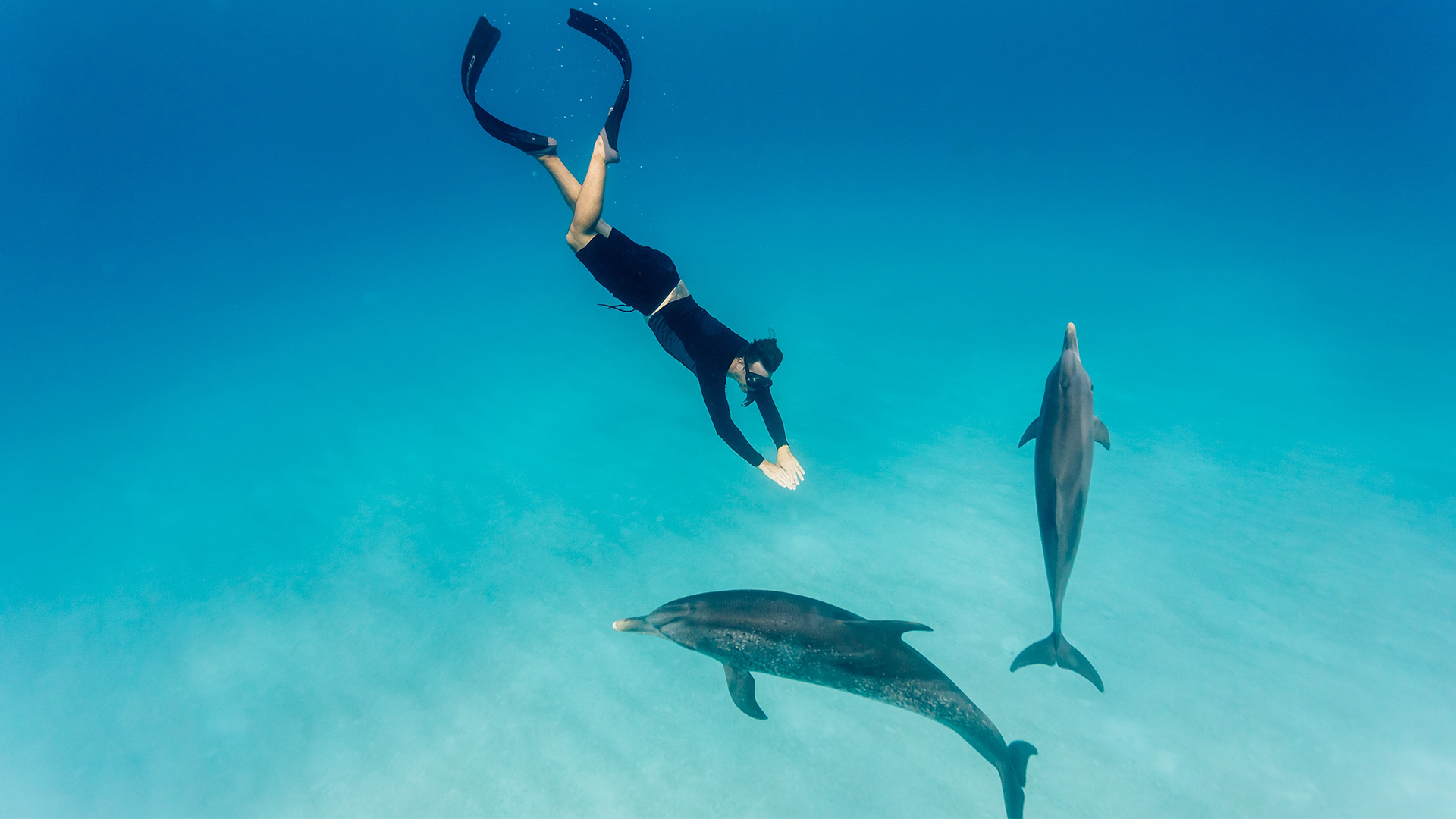 Swimmer underwater alongside two wild dolphins