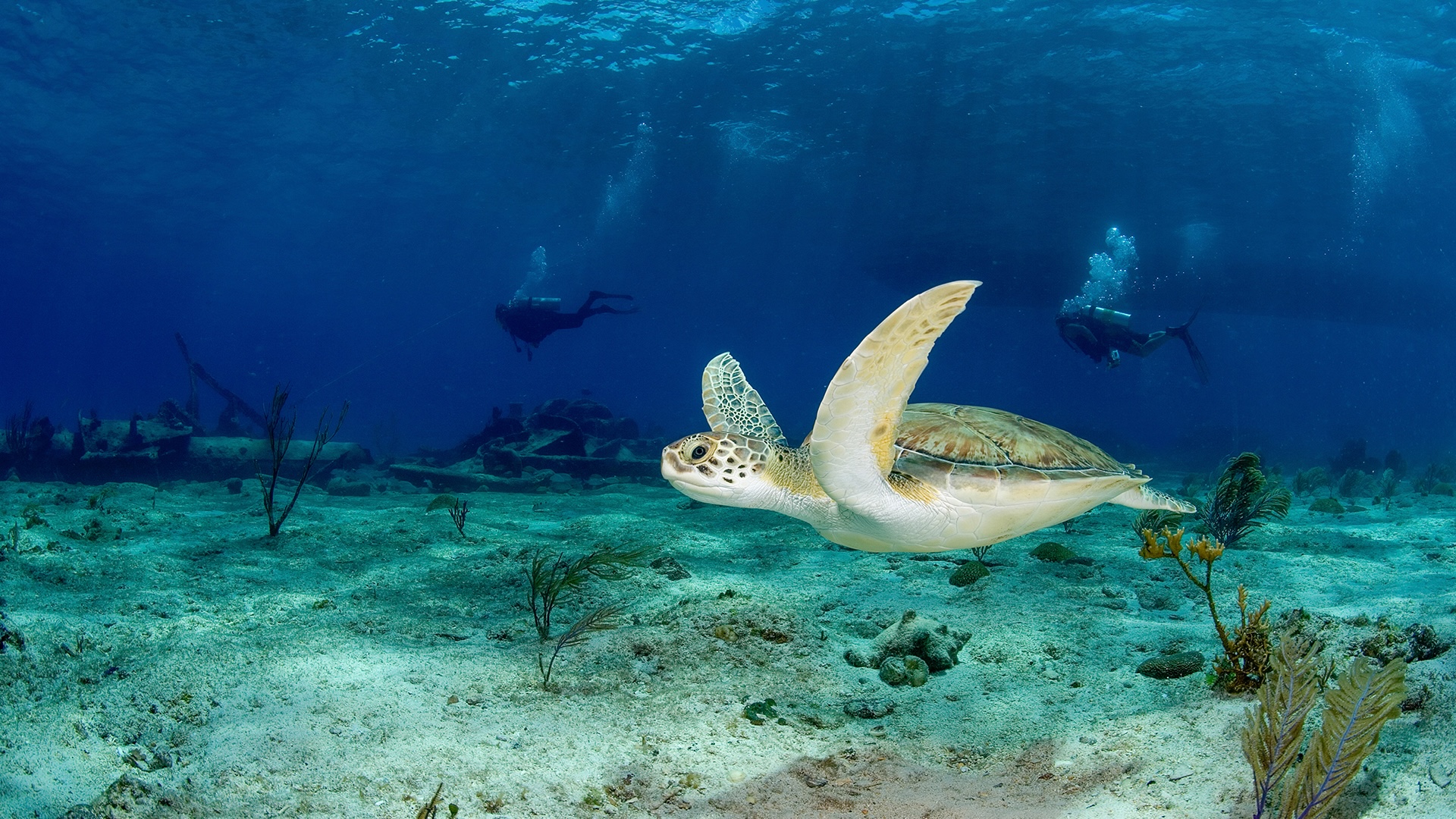 Green turtle swimming in shallow Bahamian water